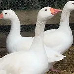 Willow Court Farm Studio South & Petting Farm, 8 Mins From Legoland & Windsor, 15 Mins From Lapland Uk