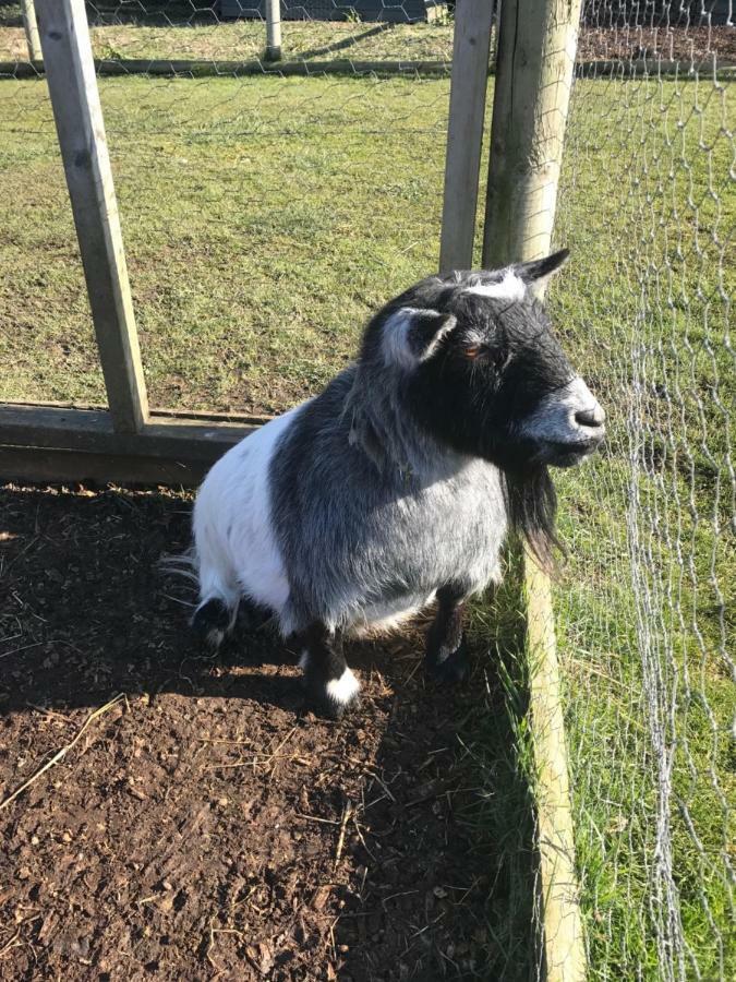 Willow Court Farm South & Petting Farm, 8 Mins From Legoland & Windsor, 15 Mins From Lapland Uk *