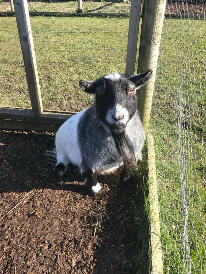 Willow Court Farm South & Petting Farm, 8 Mins From Legoland & Windsor, 15 Mins From Lapland Uk