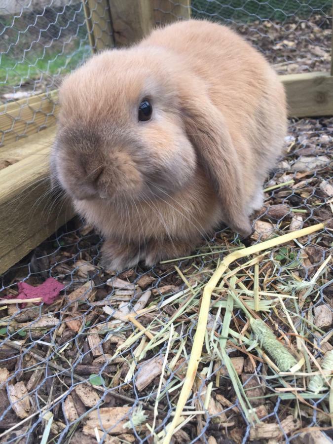 Willow Court Farm South & Petting Farm, 8 Mins From Legoland & Windsor, 15 Mins From Lapland Uk Windsor