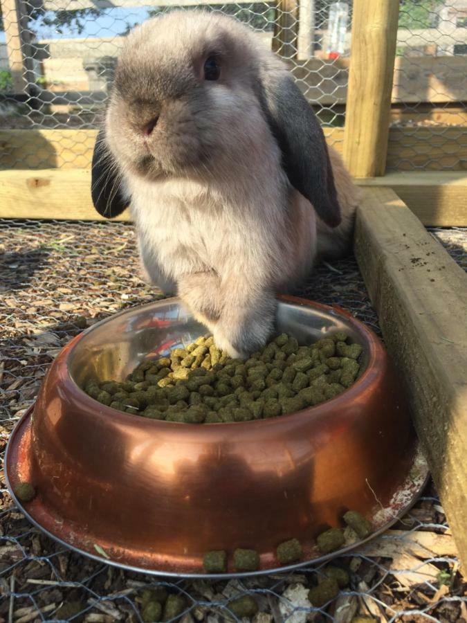 Willow Court Farm South & Petting Farm, 8 Mins From Legoland & Windsor, 15 Mins From Lapland Uk Сasa de vacaciones Windsor